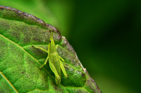 Grasshopper garden leaves