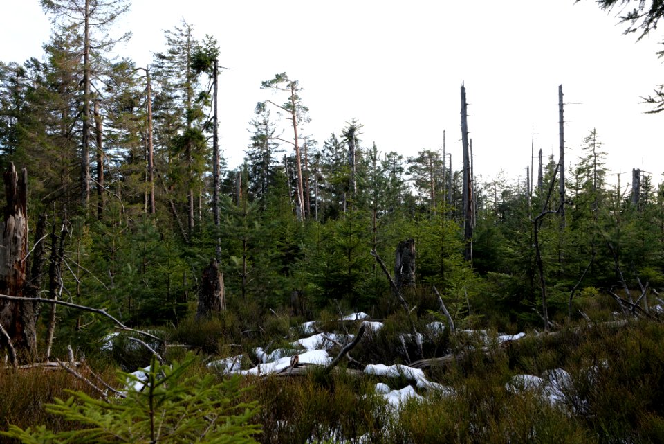 Hoher Ochsenkopf 2020-03-15 27