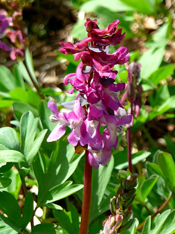 Hohler Lerchensporn Rabenstein