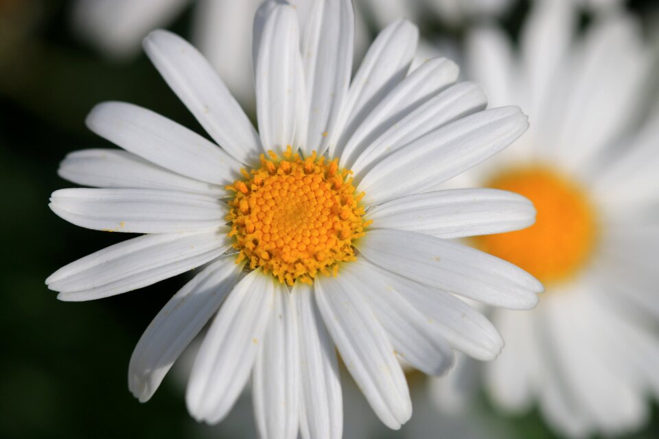 Plant nature flowers