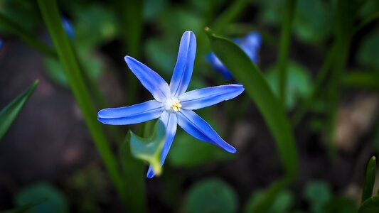 Spanish hasenglöckchen bell blue star blue star