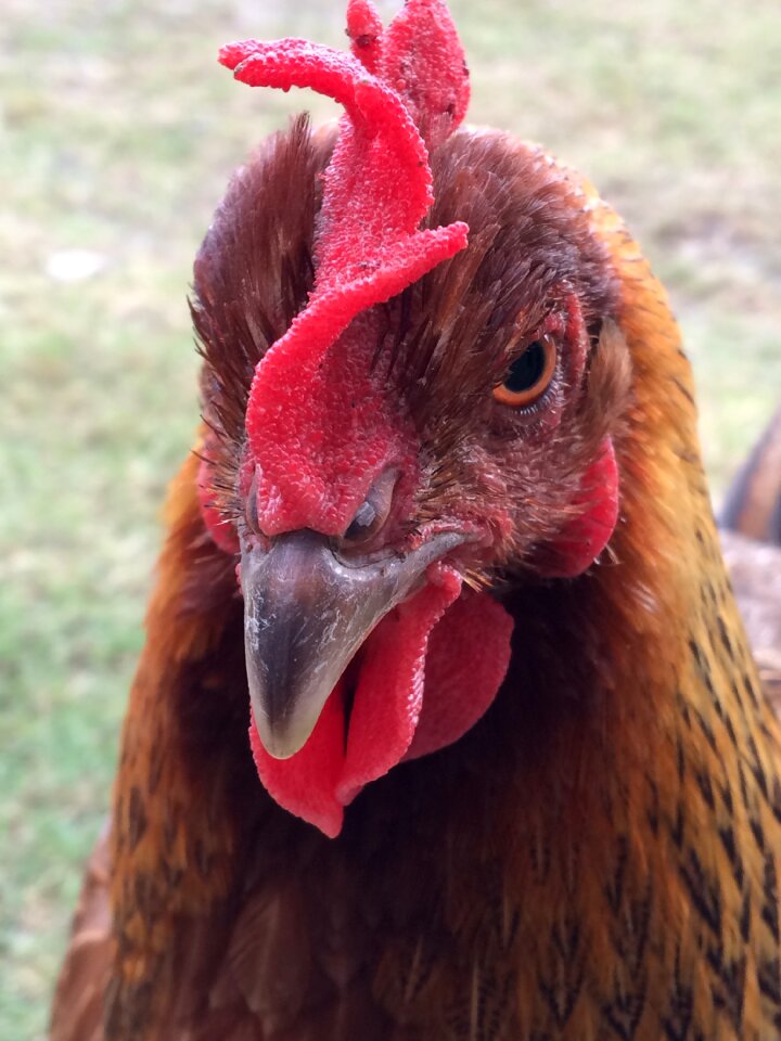 Chicken farm livestock