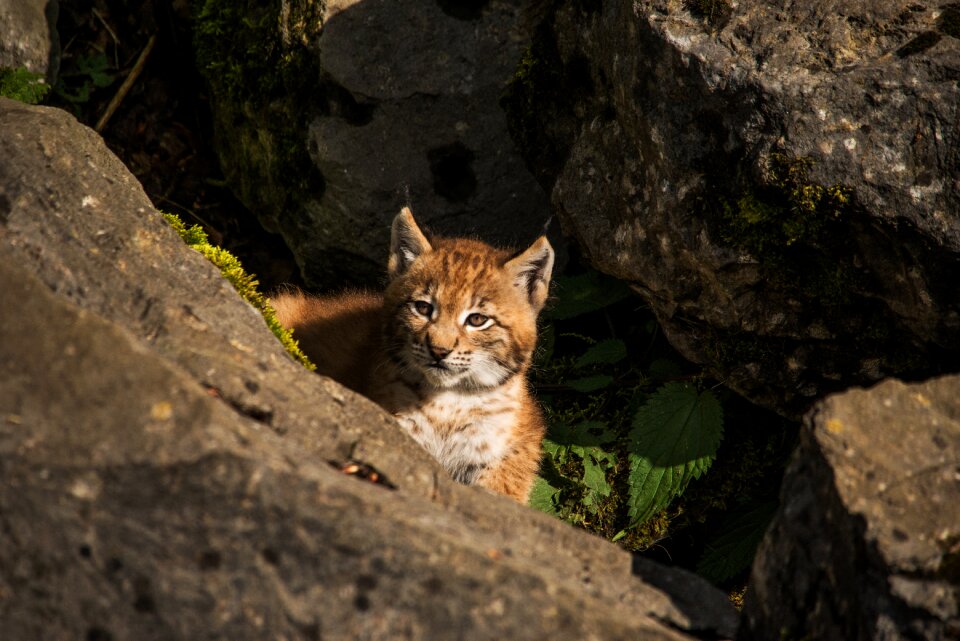 Big cat nature sweet photo