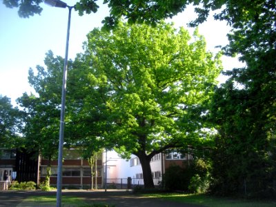Hoevelhof - Eiche, Gehastrasse