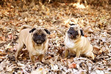 Adorable canine portrait