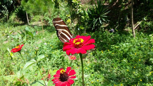 Butterfly garden libar