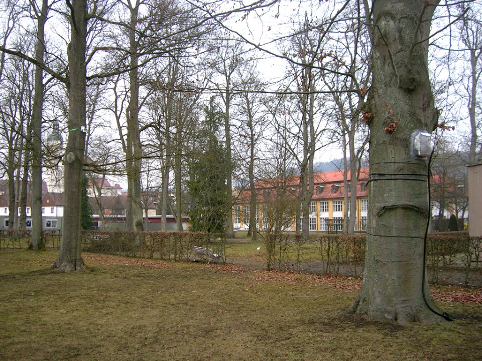 Hofgarten Eichstätt -Baum 4.0 (2020-01 3)