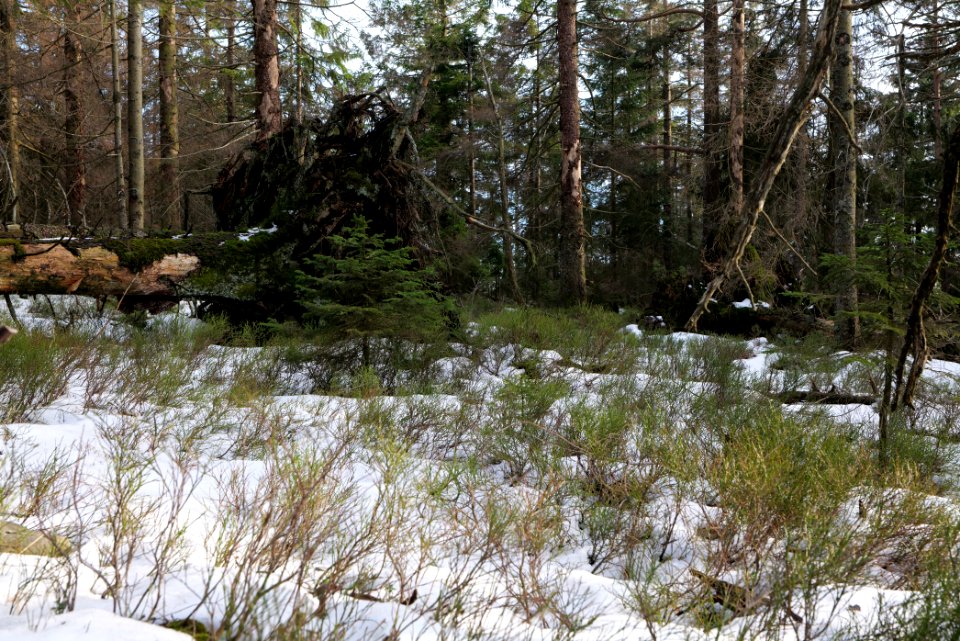 Hoher Ochsenkopf 2020-03-15 16