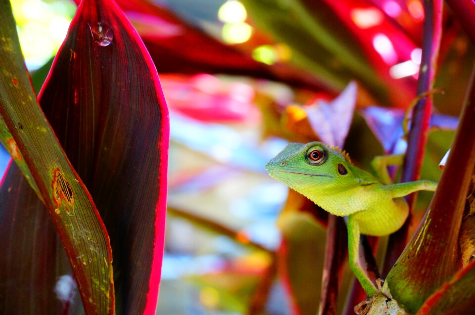 Chameleon lizard reptile