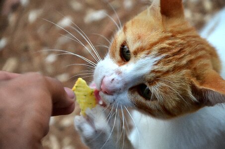 The homeless ginger pets