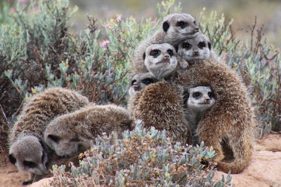 Nature meerkat south africa