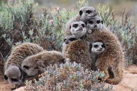 Nature meerkat south africa