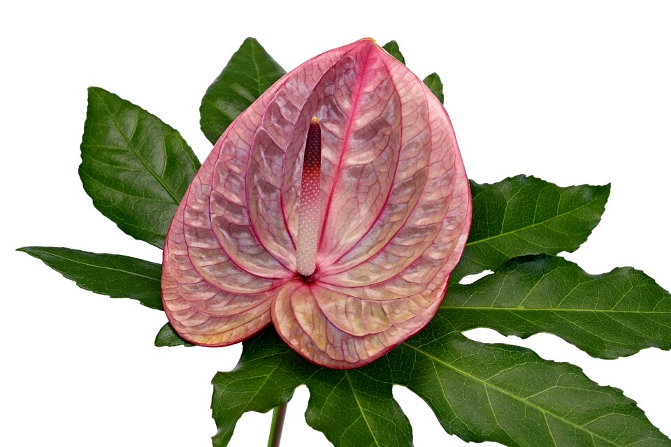Bloom flower large flamingoblume