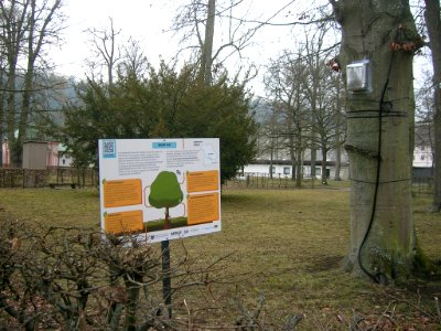 Hofgarten Eichstätt -Baum 4.0 (2020-01 2)