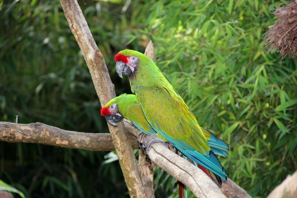 Nature green zoo