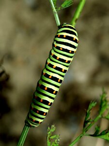 Caterpillar close up green