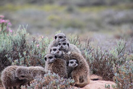 Nature meerkat south africa