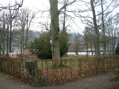Hofgarten Eichstätt -Baum 4.0 (2020-01 1)