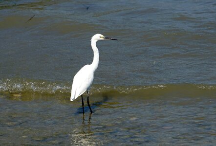Water bill fish eater