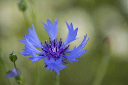 Bloom macro blue flower photo