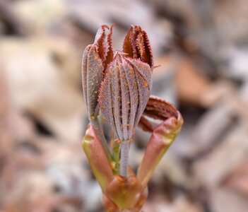 Shrub spring nature photo