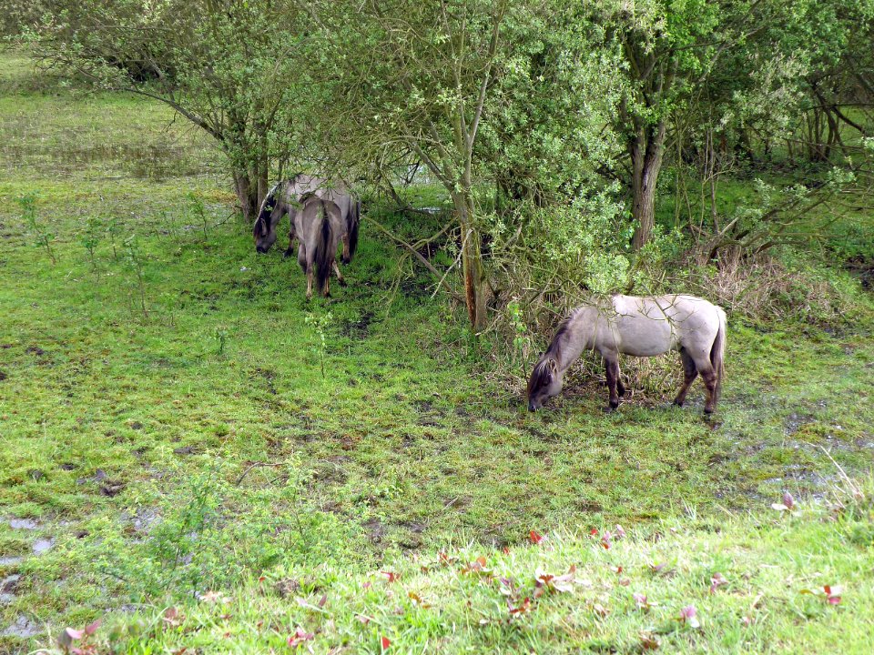 Hobokense Polder 14