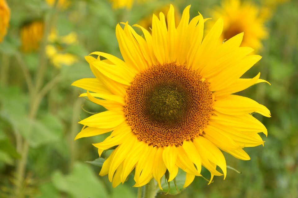 Flowers autumn yellow