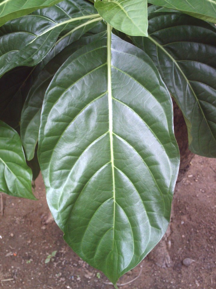 Hoja de planta de Noni