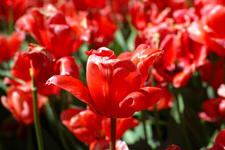 Flowers nature plant