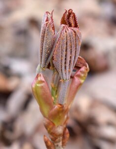 Shrub spring nature photo