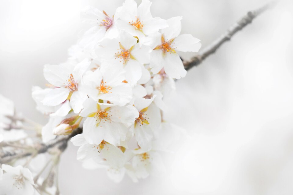 Flowers flower white
