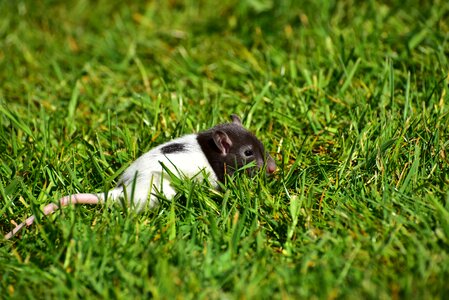 Black and white small cute