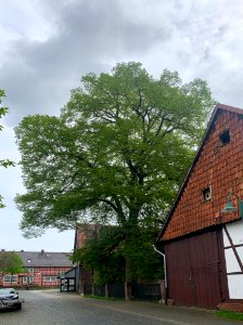 Hohnstedt, Hoflinde, ND NOM-NOR 10 (1)