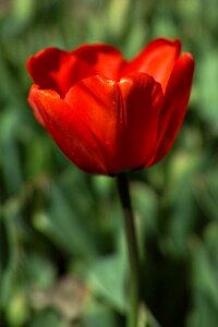 Flowers nature plant