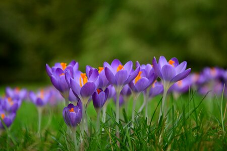 Spring early bloomer purple flower