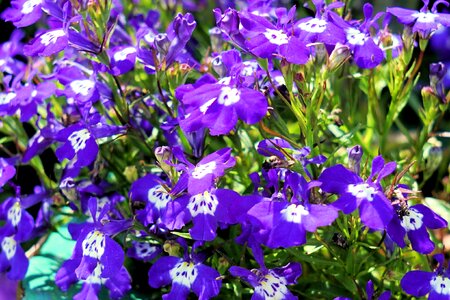 Blue nature plant photo