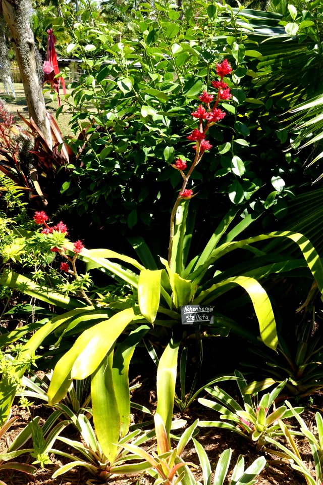 Hohenbergia stellata - Naples Botanical Garden - Naples, Florida - DSC09718