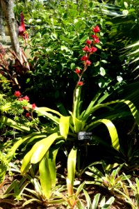 Hohenbergia stellata - Naples Botanical Garden - Naples, Florida - DSC09718
