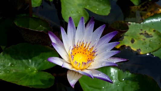 Morning bird's flowers purple