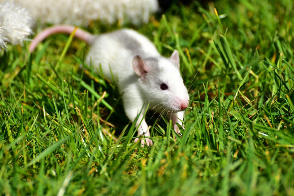 Grey-white small cute