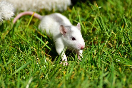 Grey-white small cute