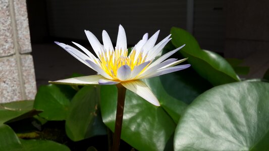 Flower early in the morning bird's flowers