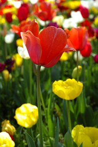 Flowers nature plant