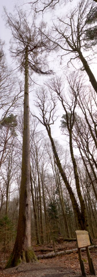 Hohe.Laerche.Tegeler.forst