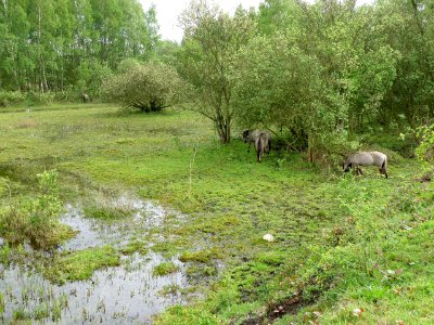 Hobokense Polder 13