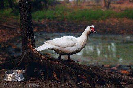 Bird nature wildlife