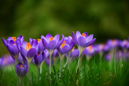 Spring early bloomer purple flower photo