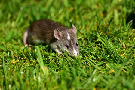 Small cute sweet