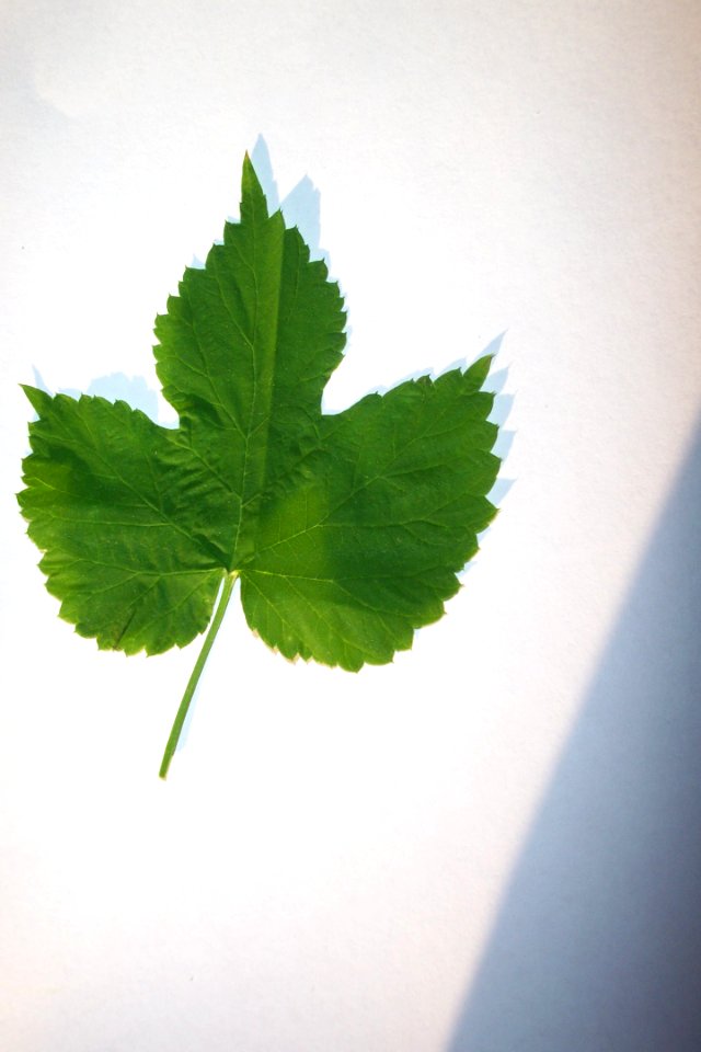 Houblon(0)a