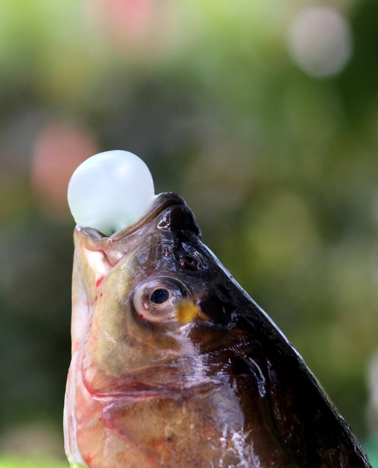 Chewing gum funny balloon